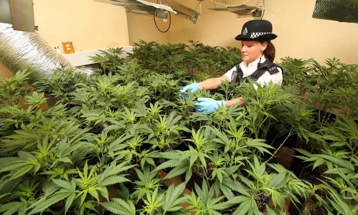 Premier League Star’s House ‘Taken Over And Turned Into Cannabis Farm’