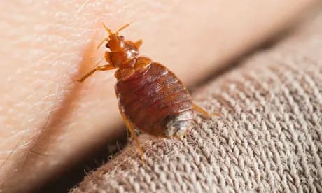 French Government Launches Action Plan As Bed Bug Infestation Grips Paris Ahead Of Olympics