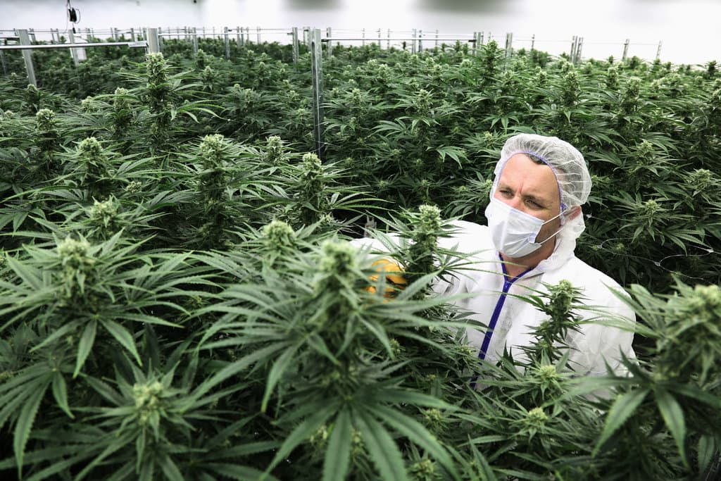 Marrakesh The New Amsterdam ? Morocco To Legalise Weed Next Week