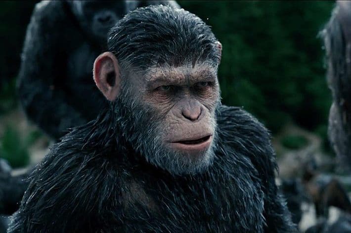 Part Human, Part Monkey Embryo Created By Scientist