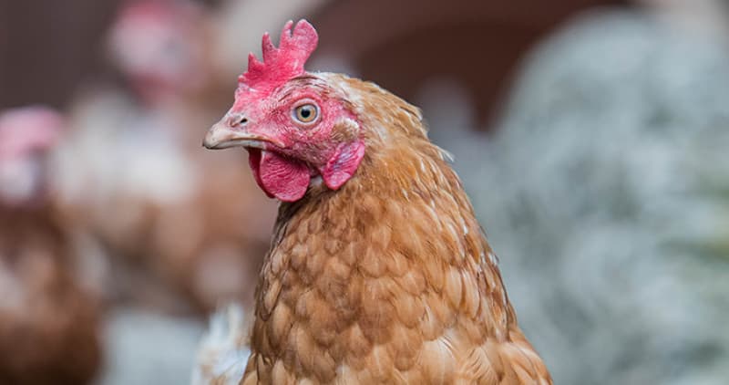 Britain set for another chicken shortage due to supply issues