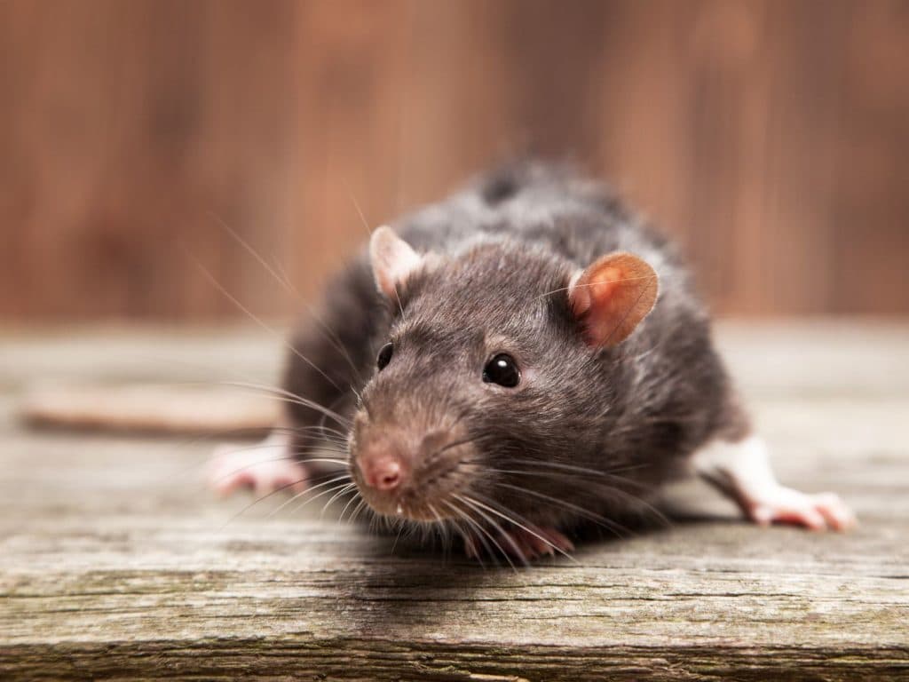 Monster Rats The ‘Size Of Cats’ Are Invading UK Homes Experts Warn