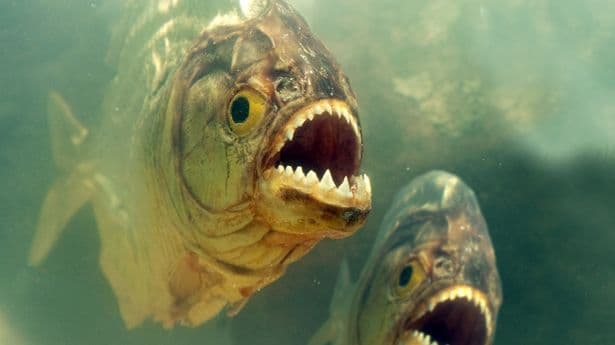 Man Gets Eaten By Piranhas After Jumping In Lake To Escape Bee Attack