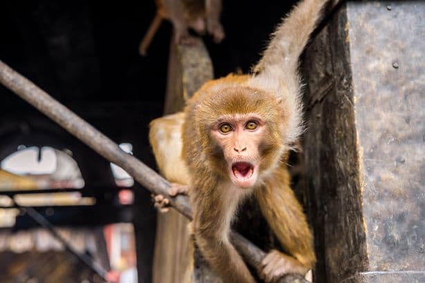 Monkeys Kill 250 Dogs By Dropping Them Off The Top Of Buildings In Revenge Attacks