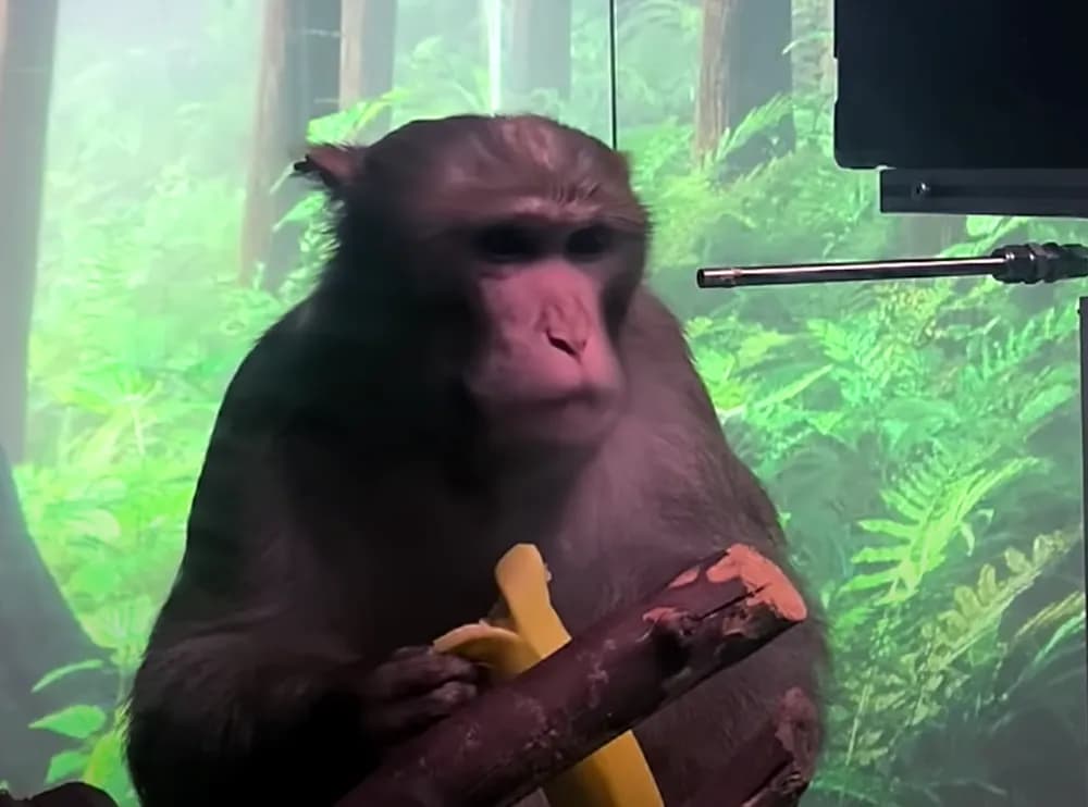 15 Of 23 Monkeys With Elon Musk’s Neuralink Brain Chips Reportedly Died