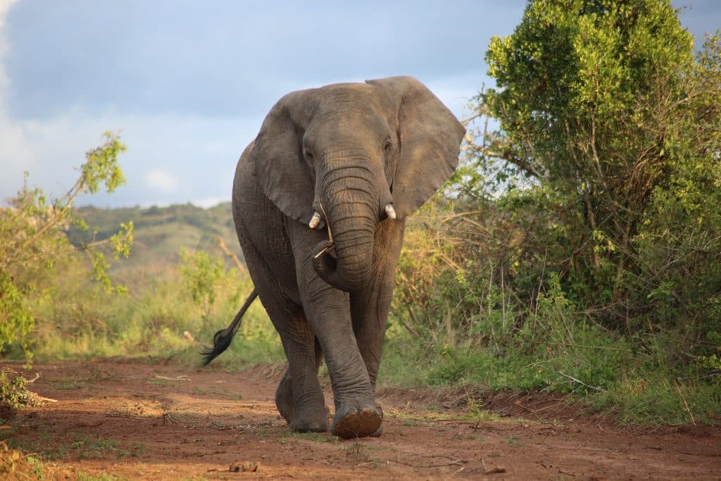 Elephant Kills 70-Year-Old Woman And Turns Up At Funeral To Stomp On Her Corpse