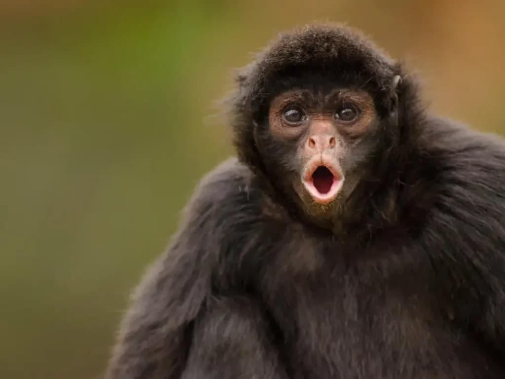 Monkey Wearing Bullet-Proof Vest Killed In Mexican Cartel Shootout
