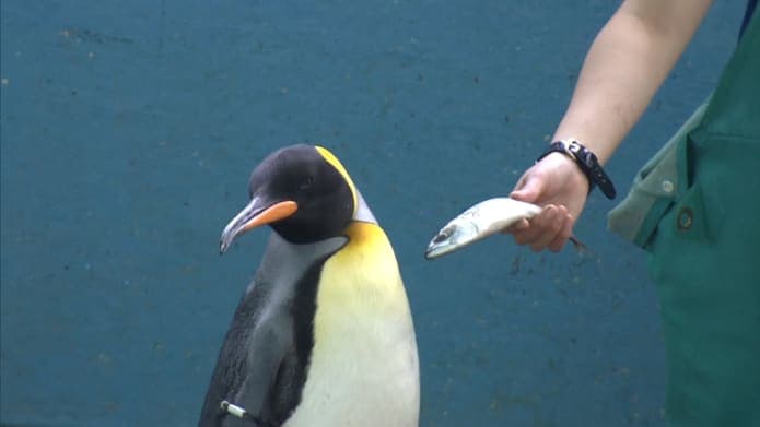 Penguins Refuse To Eat After Japanese Aquarium Serves Them Cheaper Fish Due To Inflation