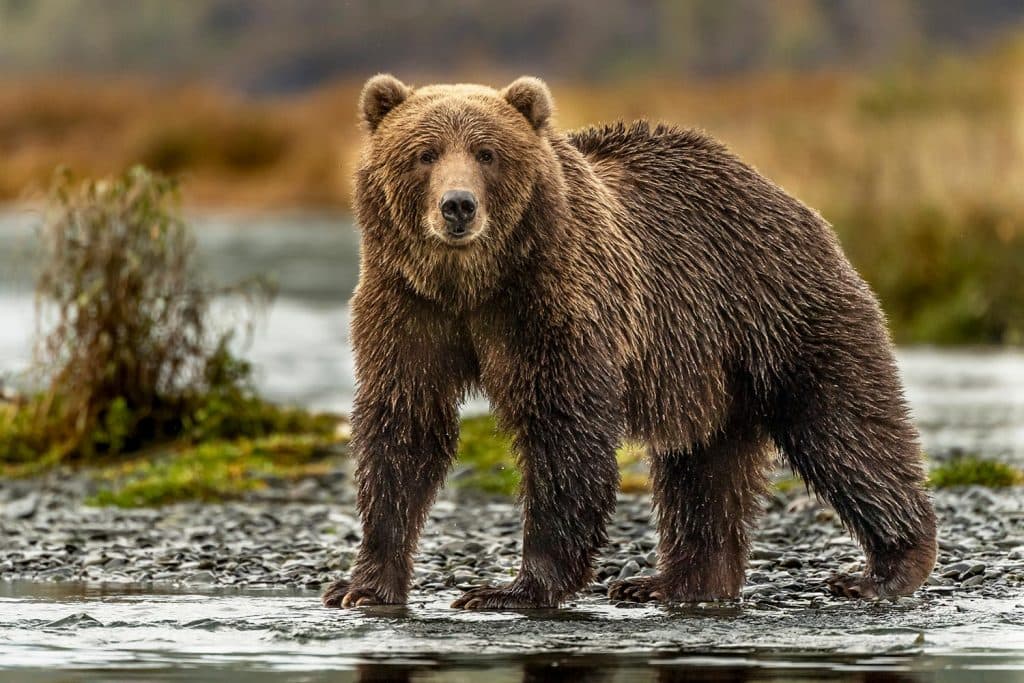 Bear Returns To Kill Woman In Her Sleep After She’d Scared It Away An Hour Earlier
