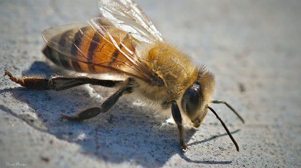 Man Survives Being Stung 20,000 Times By African Killer Bees