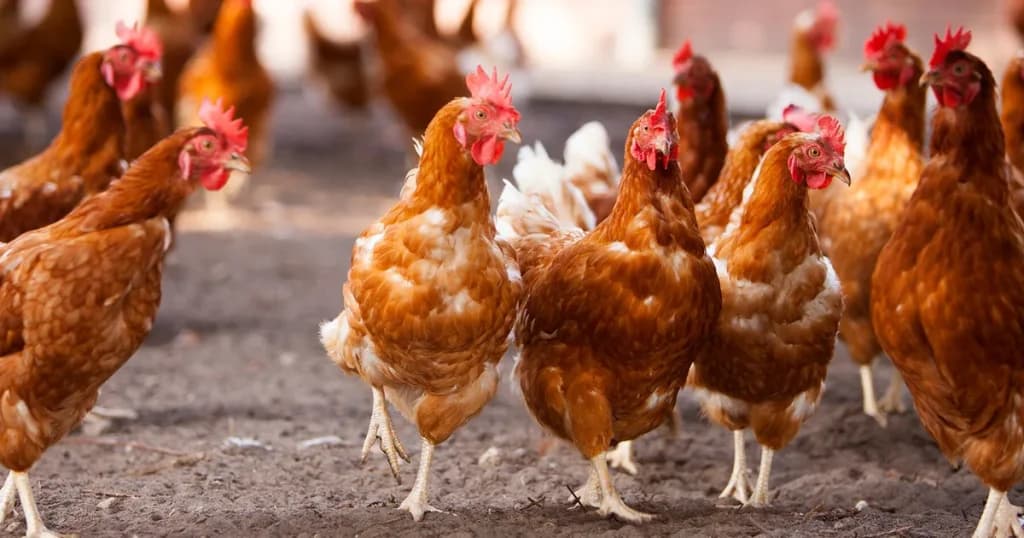 Two Men Killed By Knife Wielding Chickens At Cockfighting Event