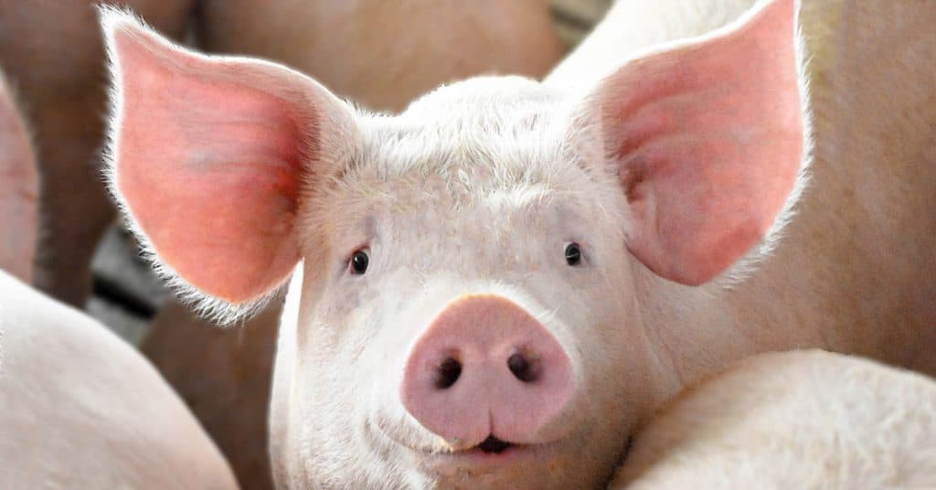 First Human Case Of New Swine Flu Strain Detected In The UK