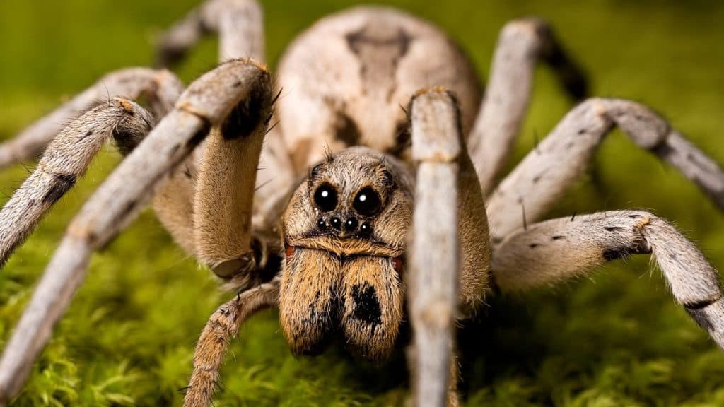 Spider Lays Eggs In British Man’s Toe During Holiday In France