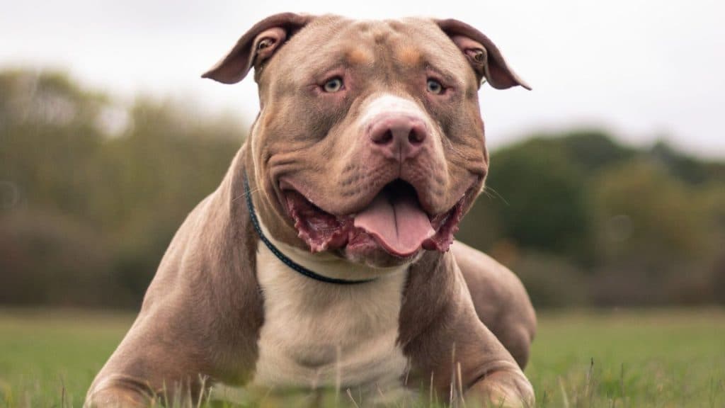 XL Bully To Be Terminated After Attacking Owner While He Was Having Sex